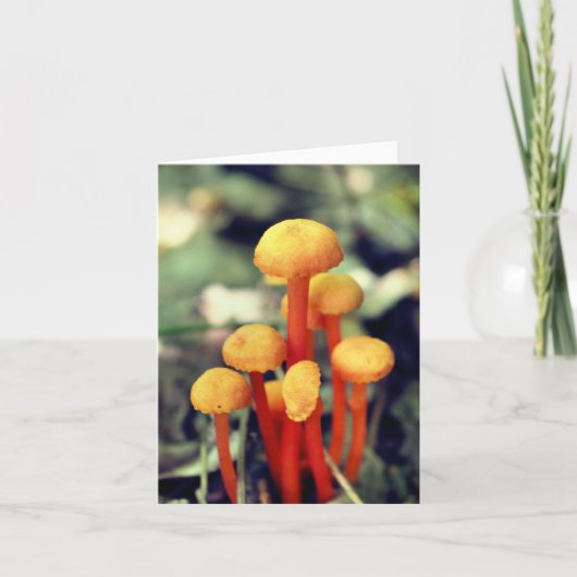 Orange Mushrooms Nature Photography ノートカード (正面)