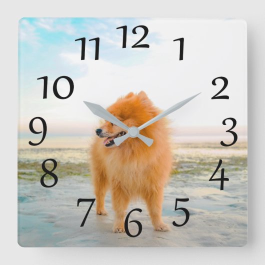 Orange Pomeranian on the Beach Wall Clock スクエア壁時計 (正面)