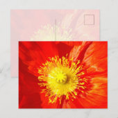 Orange Poppy Postcard ポストカード (正面/裏面)