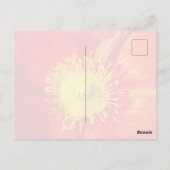 Orange Poppy Postcard ポストカード (裏面)