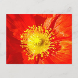 Orange Poppy Postcard ポストカード