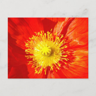 Orange Poppy Postcard ポストカード