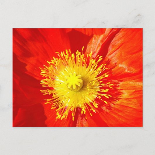 Orange Poppy Postcard ポストカード (正面)