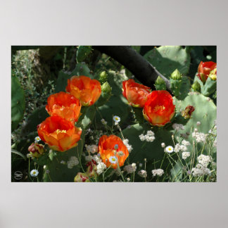 Orange Prickly Pear Cactus Flower ポスター