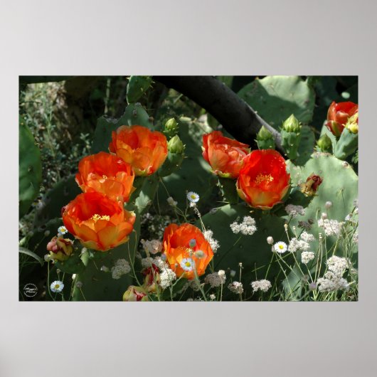 Orange Prickly Pear Cactus Flower ポスター (正面)