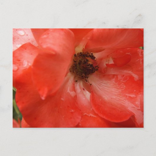 Orange Rose Postcard ポストカード (正面)