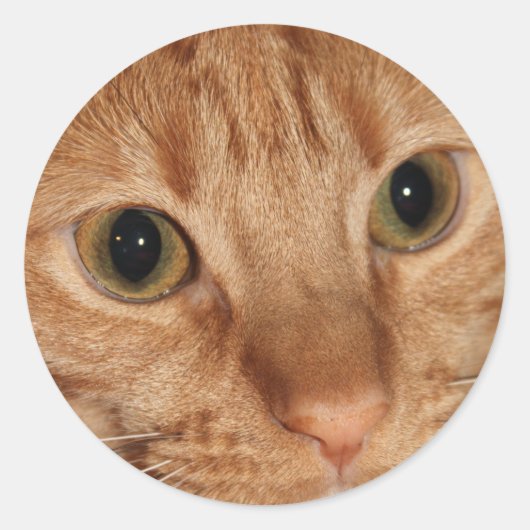 Orange Tabby Catプロフィール顔クローズアップ ラウンドシール (正面)