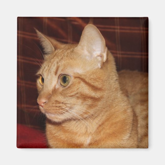 Orange Tabby Cat顔プロフィール マグネット (正面)
