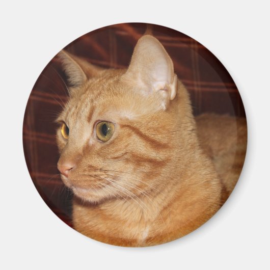 Orange Tabby Cat顔プロフィール マグネット (正面)