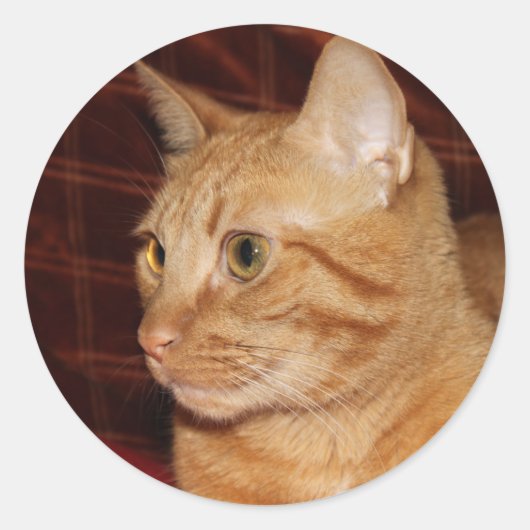 Orange Tabby Cat顔プロフィール ラウンドシール (正面)