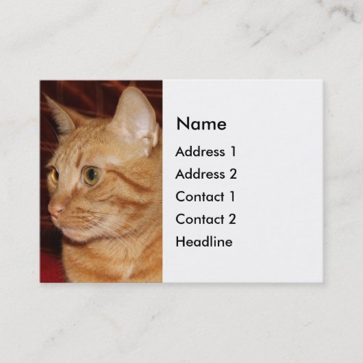 Orange Tabby Cat顔プロフィール 名刺 (正面)