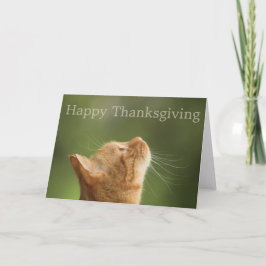 Orange Tabby Cat :: Happy Thanksgiving Card シーズンカード