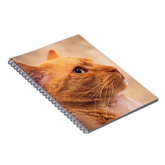 Orange Tabby Cat Notebook Curious Feline Notebook ノートブック (右側)