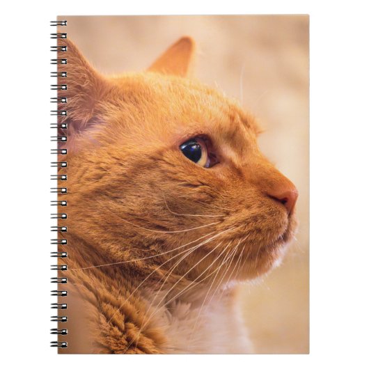 Orange Tabby Cat Notebook Curious Feline Notebook ノートブック (正面)