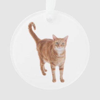 Orange Tabby Cat Standing オーナメント