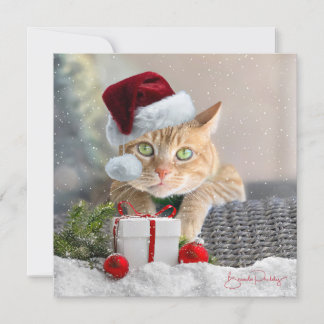 Orange Tabby FLAT 5.25-inch Christmas Card シーズンカード