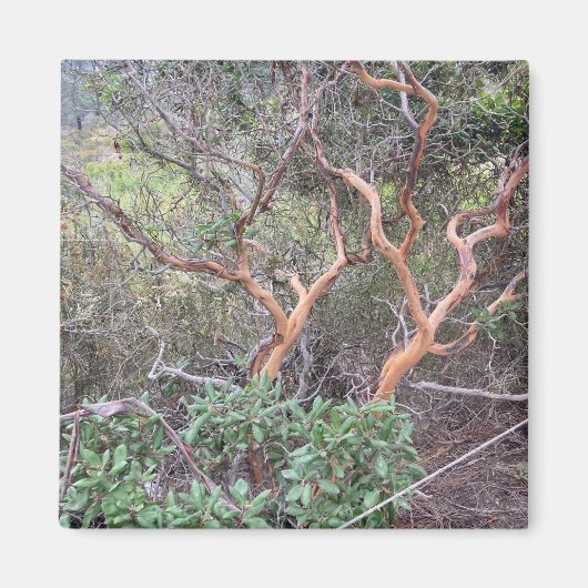 Orange Tree's in Torrey Pines San Diego写真 マグネット (正面)