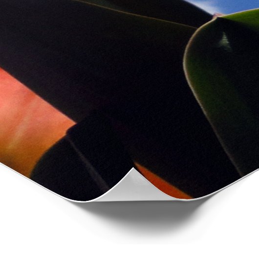 Orange Tulip, Blue Sky ポスター (角)