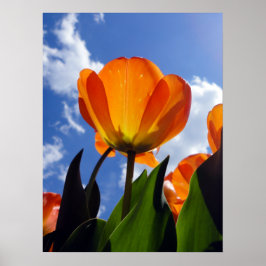 Orange Tulip, Blue Sky ポスター