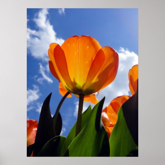 Orange Tulip, Blue Sky ポスター (正面)