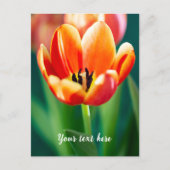 Orange Tulip Postcard シーズンポストカード (正面)