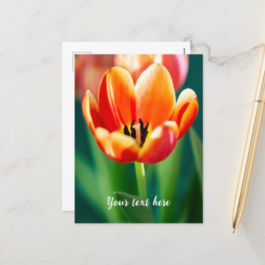 Orange Tulip Postcard シーズンポストカード (正面/裏面インサイチュ)