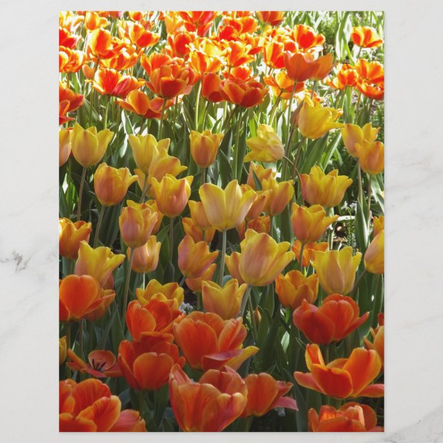 Orange-&-Yelow-Tulips.jpg (正面)