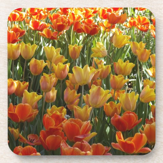 Orange-&-Yelow-Tulips.jpg コースター (正面)