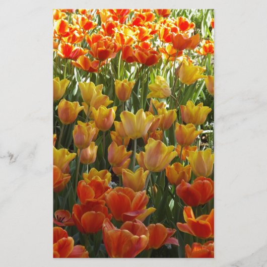 Orange-&-Yelow-Tulips.jpg 便箋 (正面)