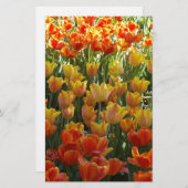 Orange-&-Yelow-Tulips.jpg 便箋 (正面/裏面)