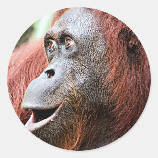 Orangutan ラウンドシール