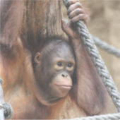 OrangUtan 002 シール (正面)