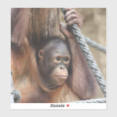 OrangUtan 002 シール (シート)