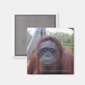 Orangutan at Camp Leakey, Kalimantan Borneo マグネット (正面/裏面)
