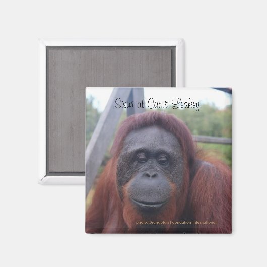Orangutan at Camp Leakey, Kalimantan Borneo マグネット (正面/裏面)