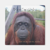 Orangutan at Camp Leakey, Kalimantan Borneo マグネット (正面)