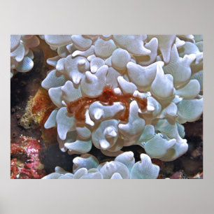 Orangutan Crab ポスター