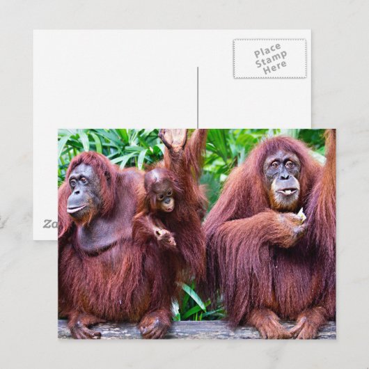 Orangutan from Singapore zoo ポストカード (正面/裏面)