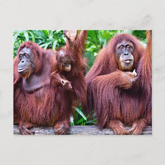 Orangutan from Singapore zoo ポストカード (正面)
