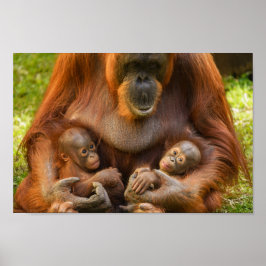 Orangutan Mother Holding Two Babies ポスター