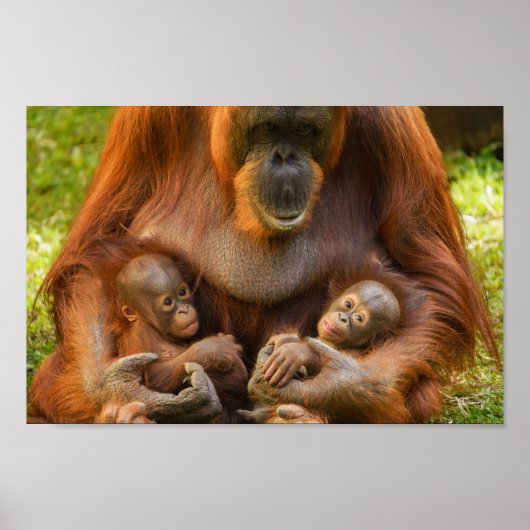 Orangutan Mother Holding Two Babies ポスター (正面)