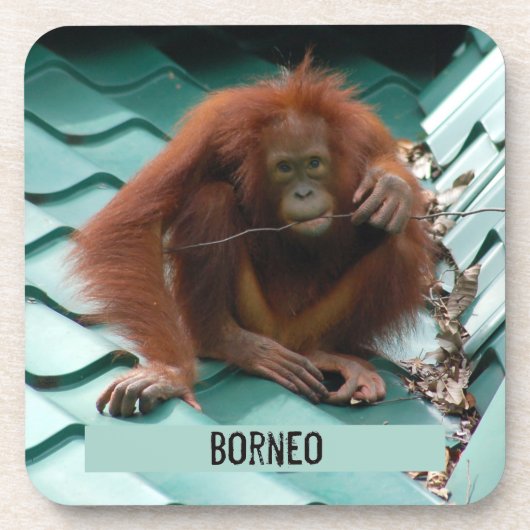 Orangutan on Roof at Sepilok in Borneo Photograph コースター (正面)