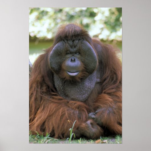 Orangutan Pongo Pygmaeus ポスター (正面)