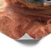 Orangutan poster ポスター (角)