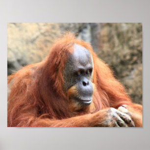 Orangutan poster ポスター