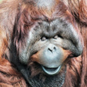ORANGUTANS キーホルダー