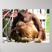 ORANGUTANS ポスター (正面)