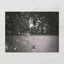 Orb Weaverの影 – スパイダーフォト