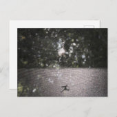 Orb Weaverの影 – スパイダーフォト ポストカード (正面/裏面)