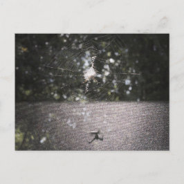 Orb Weaverの影 – スパイダーフォト ポストカード